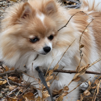 Pomeranian Being Cute