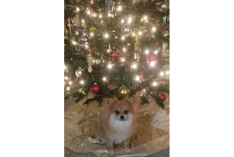 Friendly Pomeranian Purebred Pup