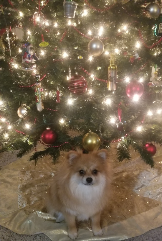 Adorable Pomeranian Purebred Pup