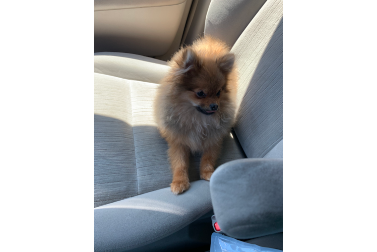 Pomeranian Pup Being Cute