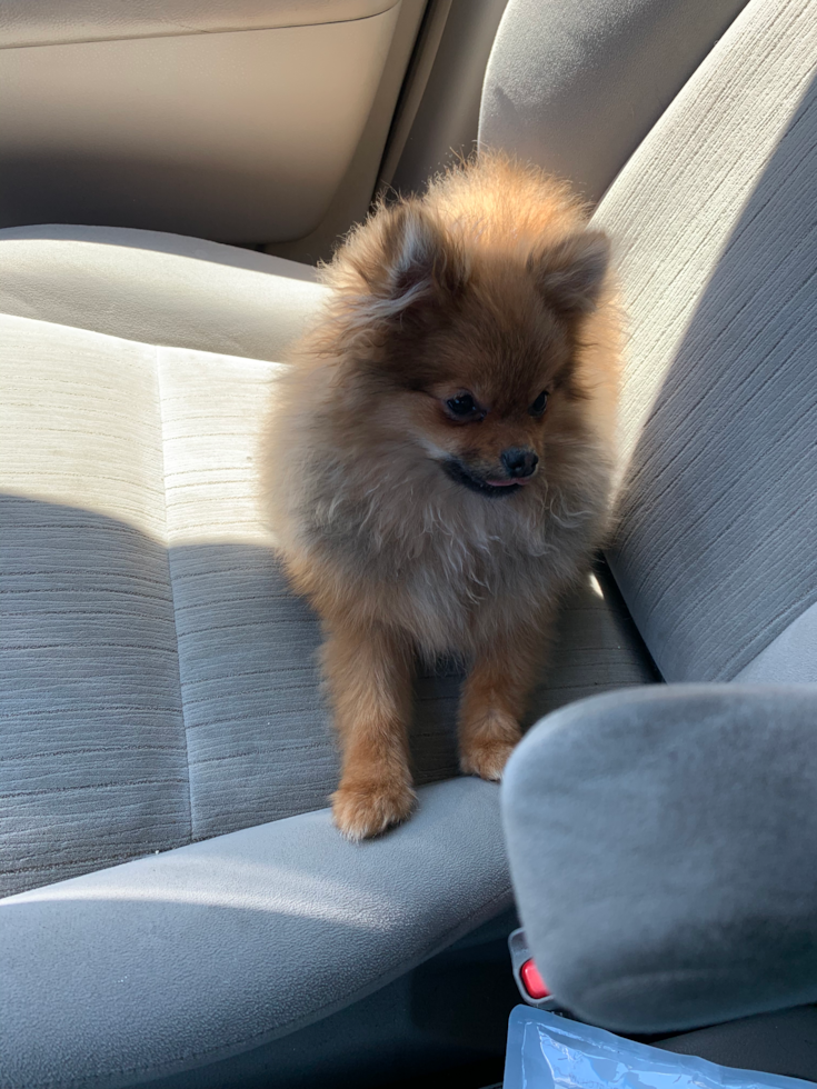 Hypoallergenic Pomeranian Purebred Pup