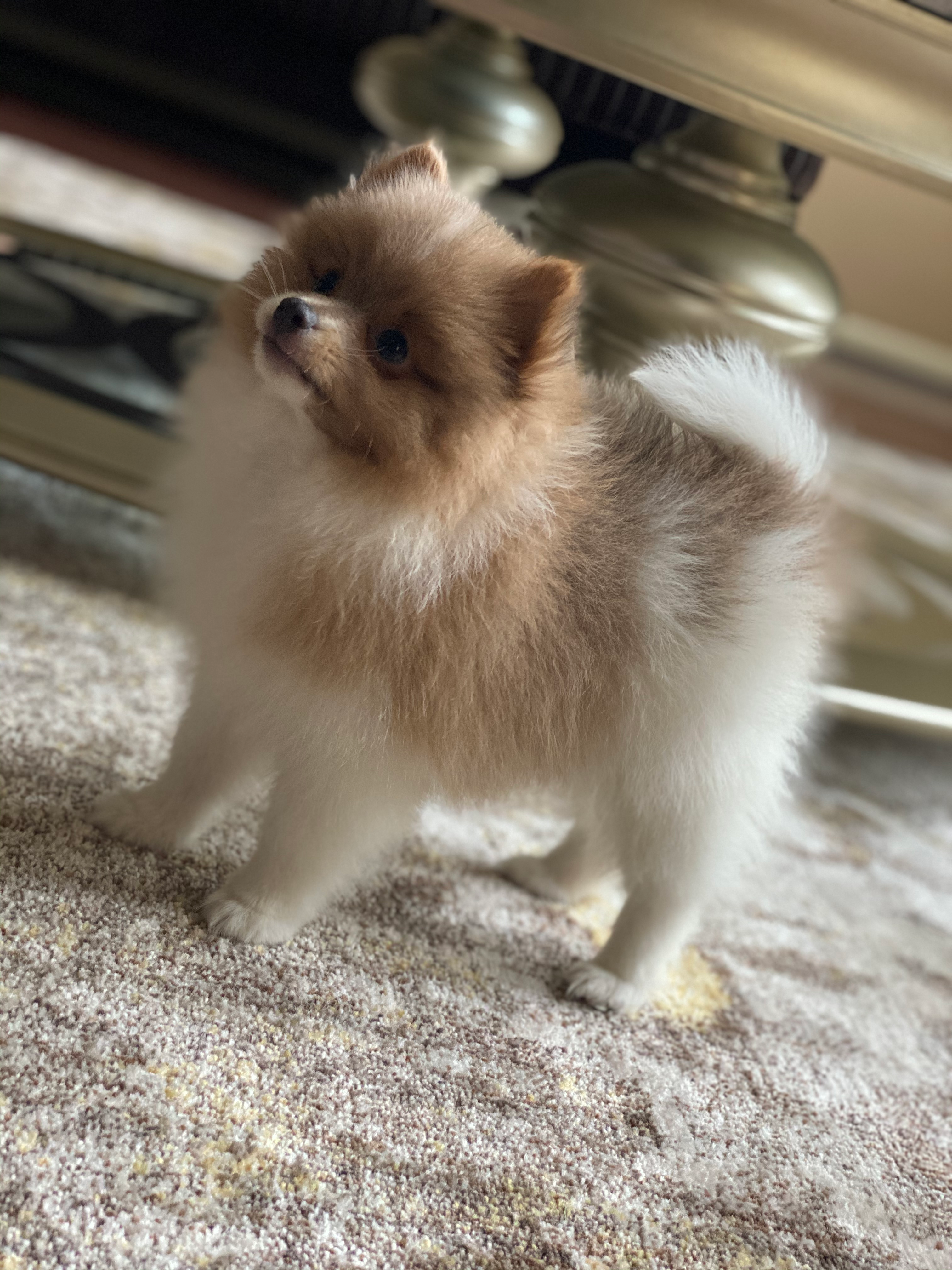 Pomeranian Pup Being Cute