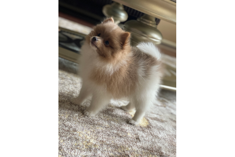 Pomeranian Pup Being Cute