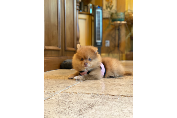 Adorable Pomeranian Purebred Puppy