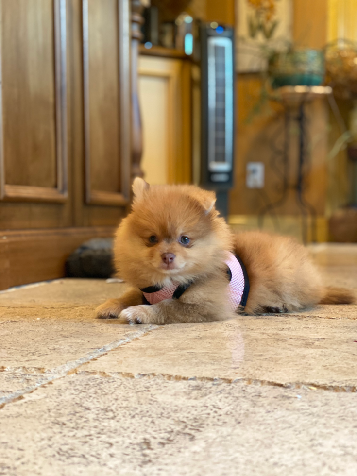 Playful Pomeranian Pup