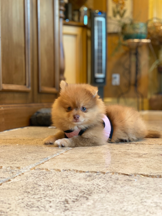 Playful Pomeranian Pup