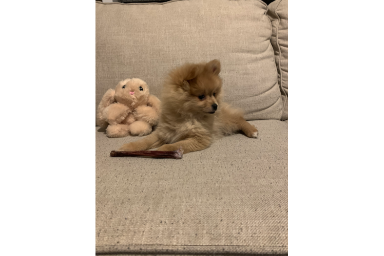 Happy Pomeranian Purebred Puppy