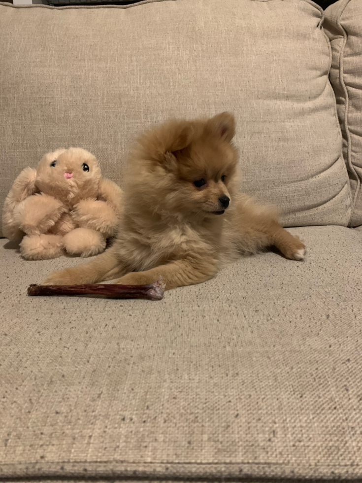 Smart Pomeranian Pup in Hyannis MA