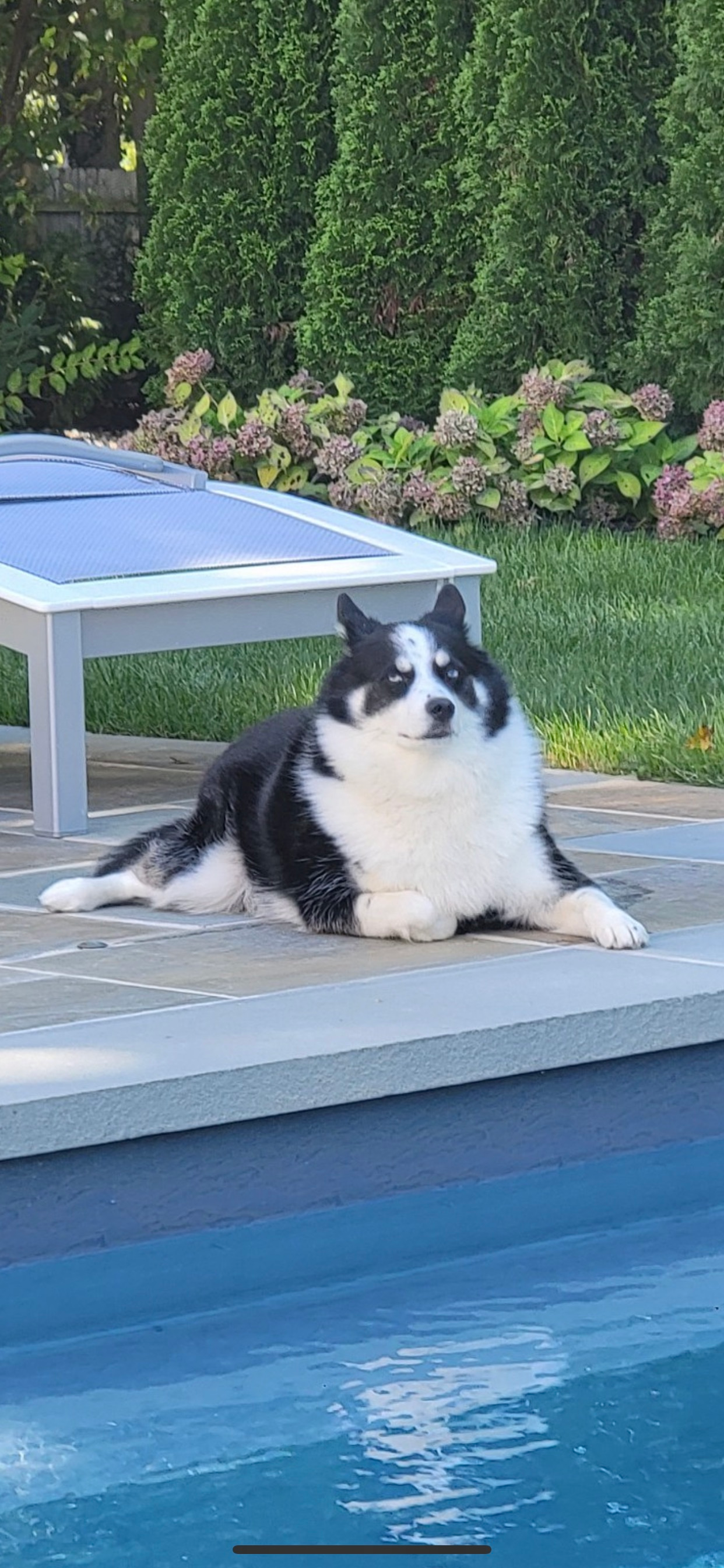 Funny Pomsky Designer Pup