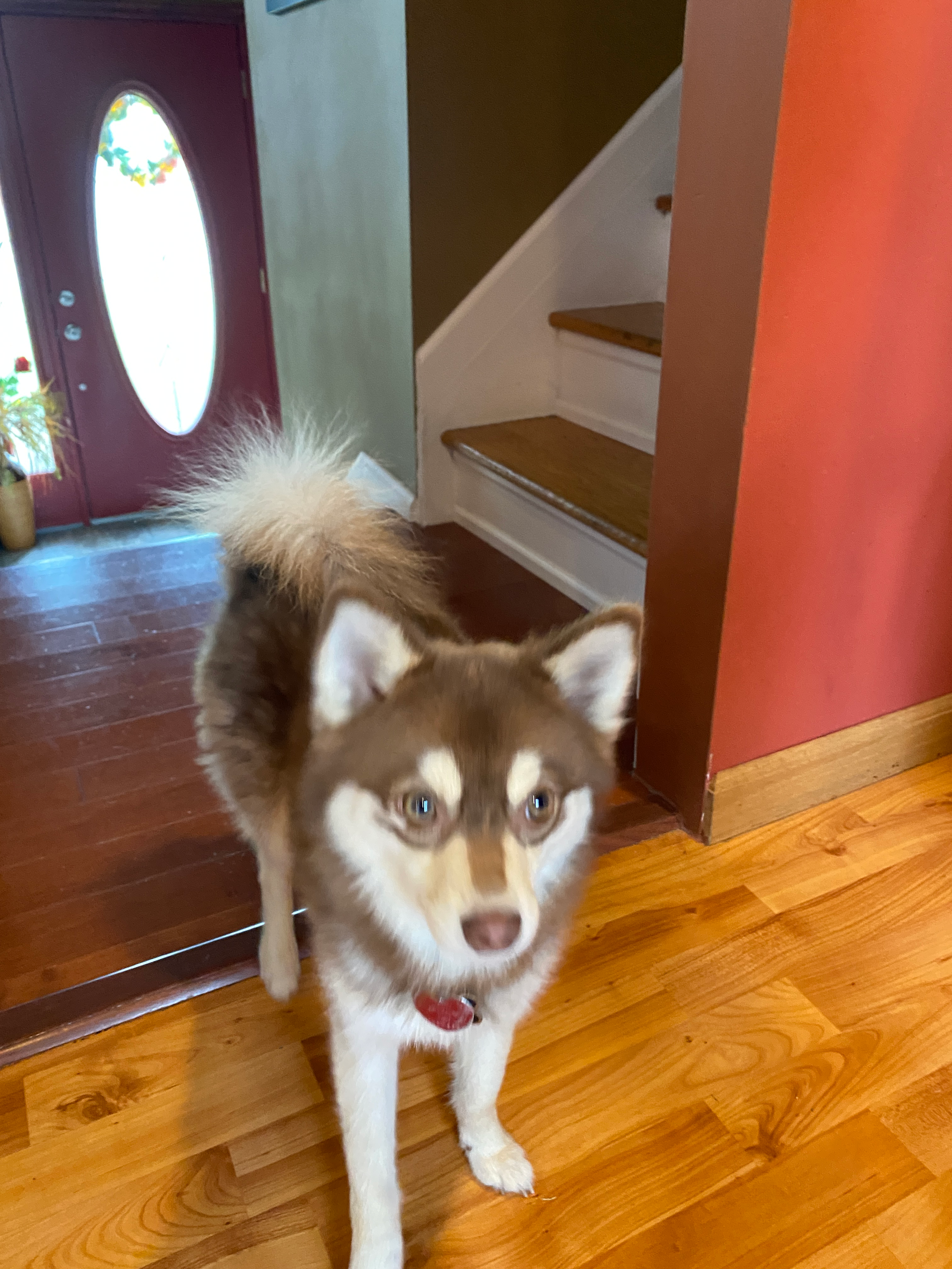 Friendly Pomsky Baby