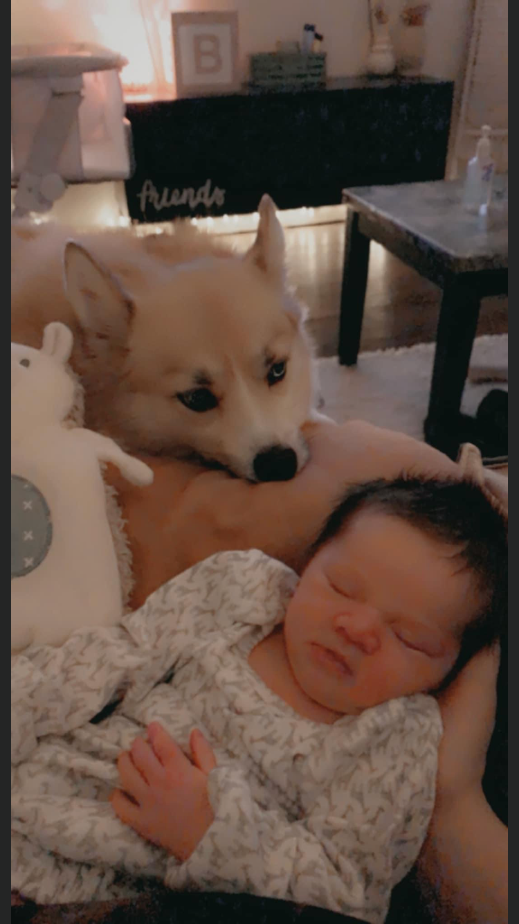 Best Pomsky Baby