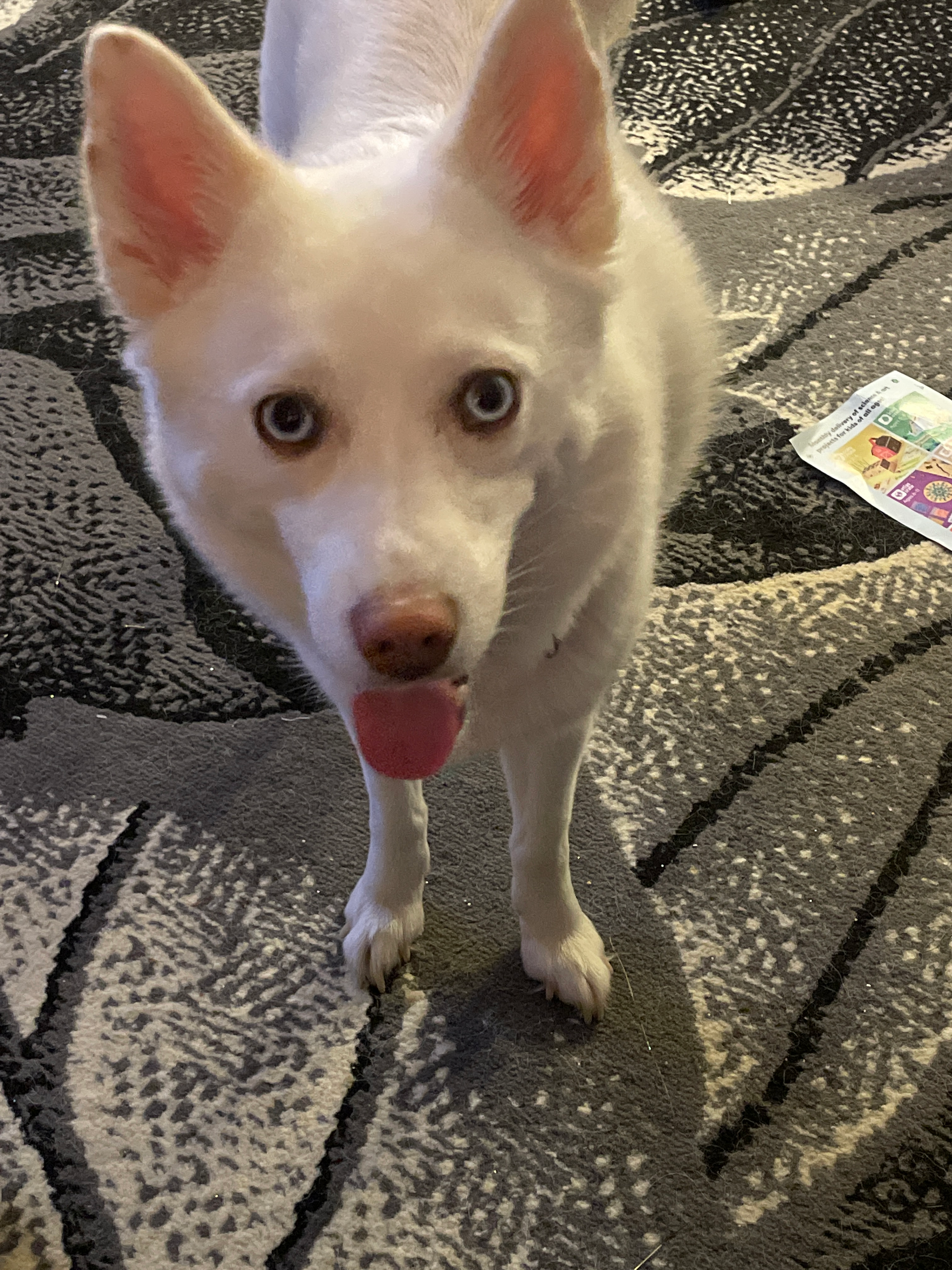 Best Pomsky Baby