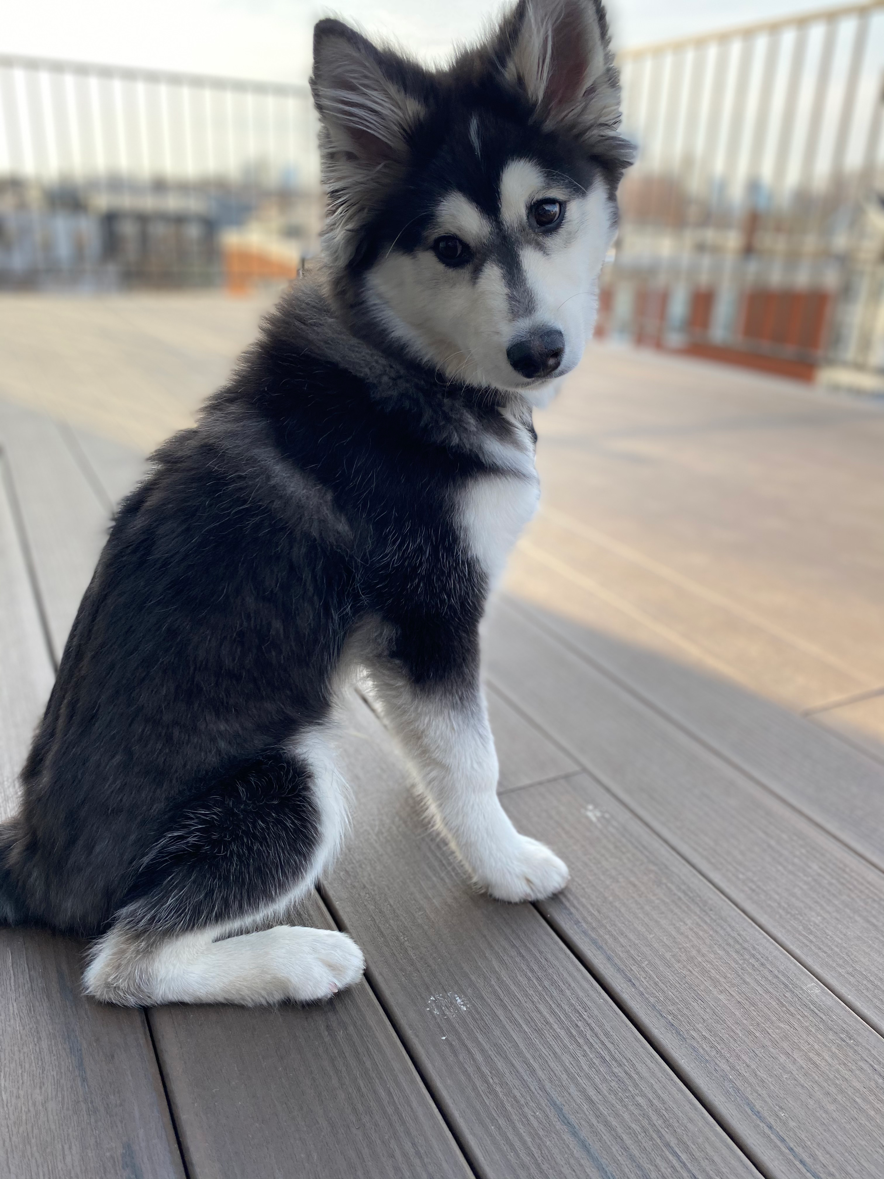 Pomsky Pup Being Cute