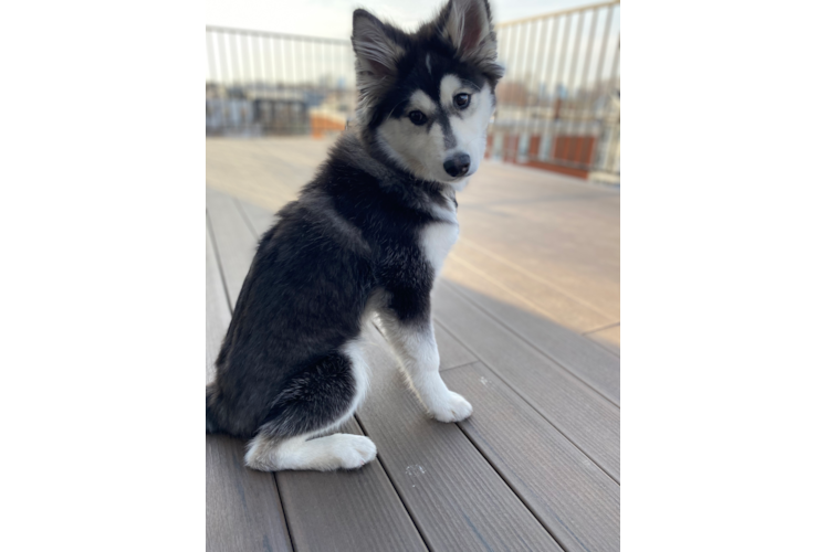 Pomsky Pup Being Cute