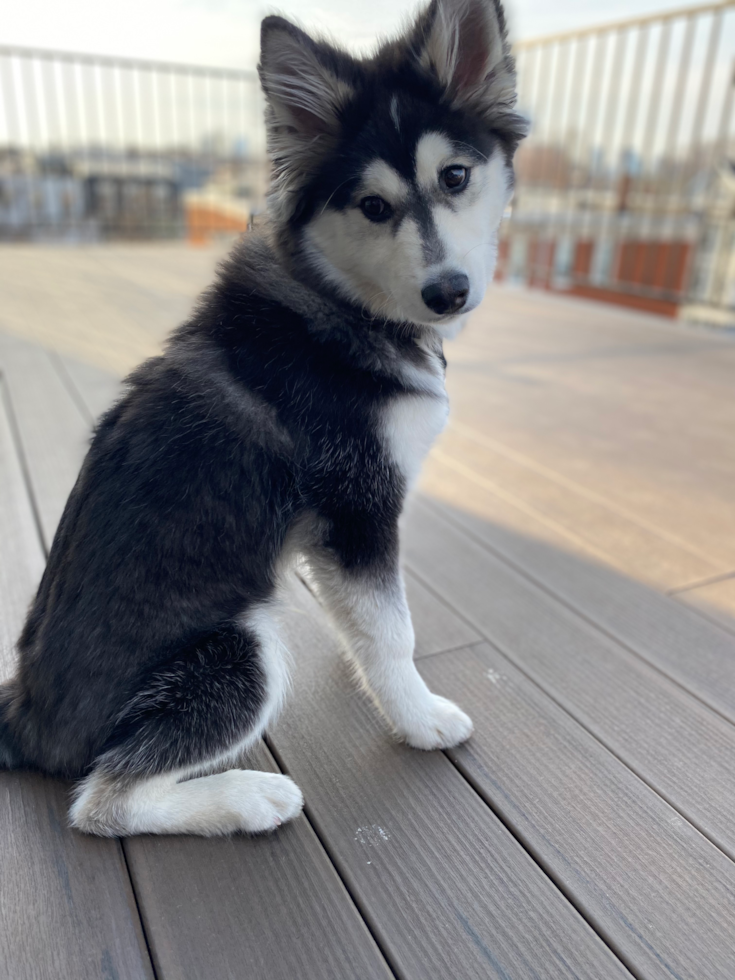 Small Pomsky Pup