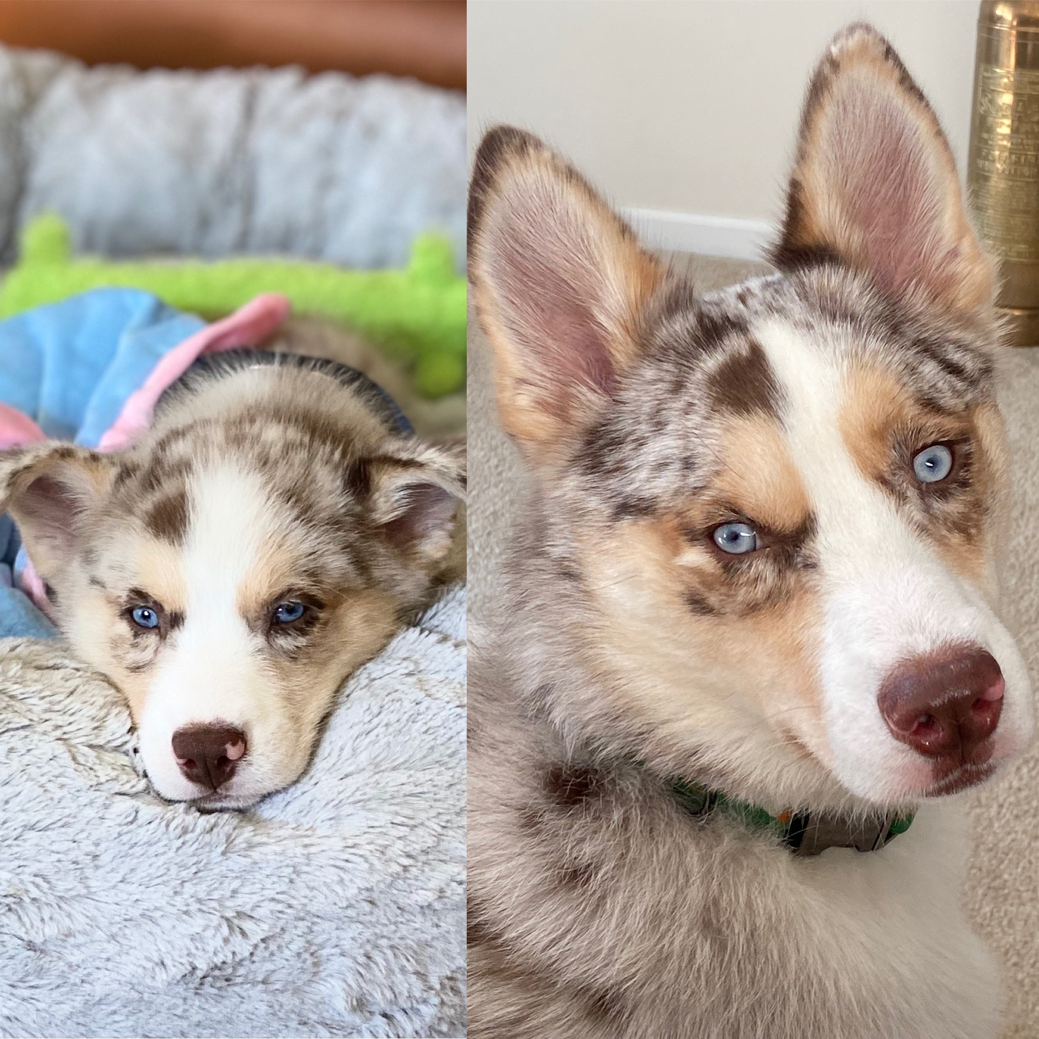 Best Pomsky Baby