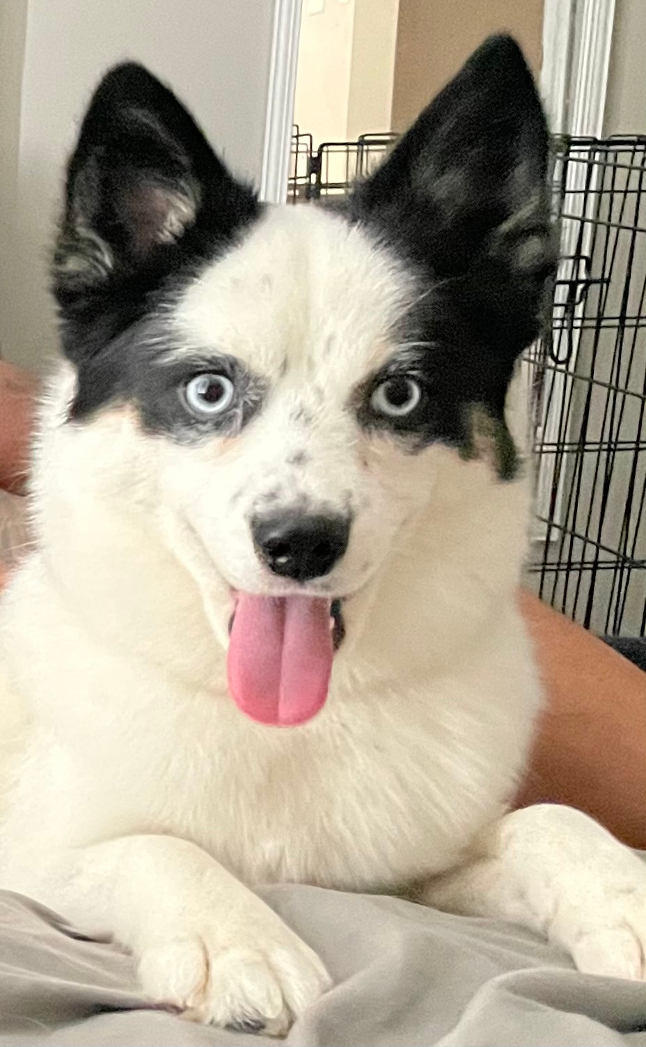 Sweet Pomsky Baby