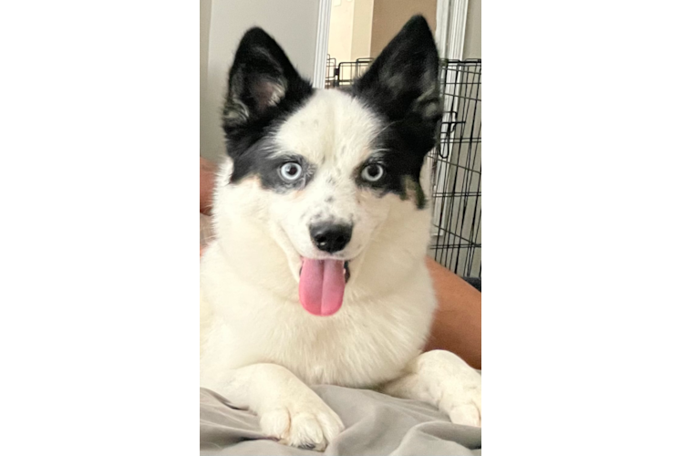 Sweet Pomsky Baby