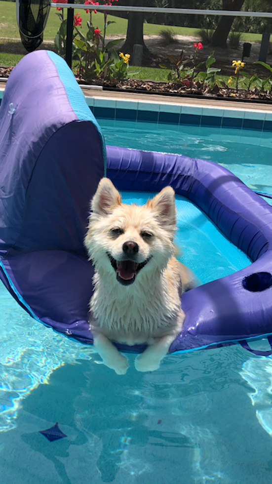 Hypoallergenic Mini Husky Designer Pup