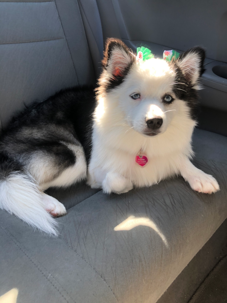 St Augustine Pomsky Pup