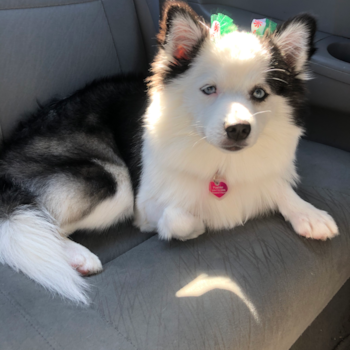 St Augustine Pomsky Pup