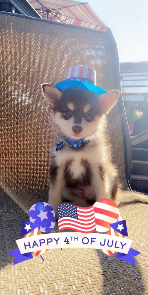 Pomsky Being Cute