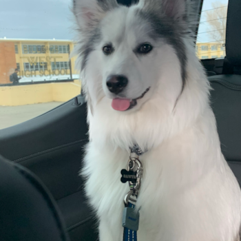 Hypoallergenic Mini Husky Designer Pup