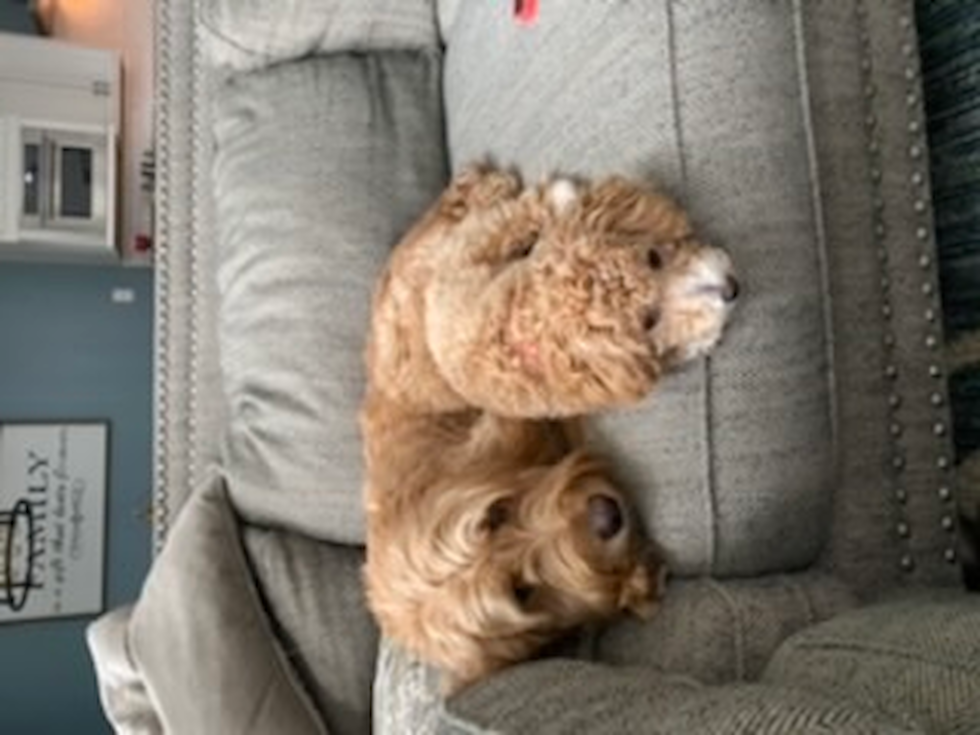 Sweet Maltipoo Pup