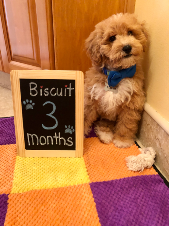 Biscuit