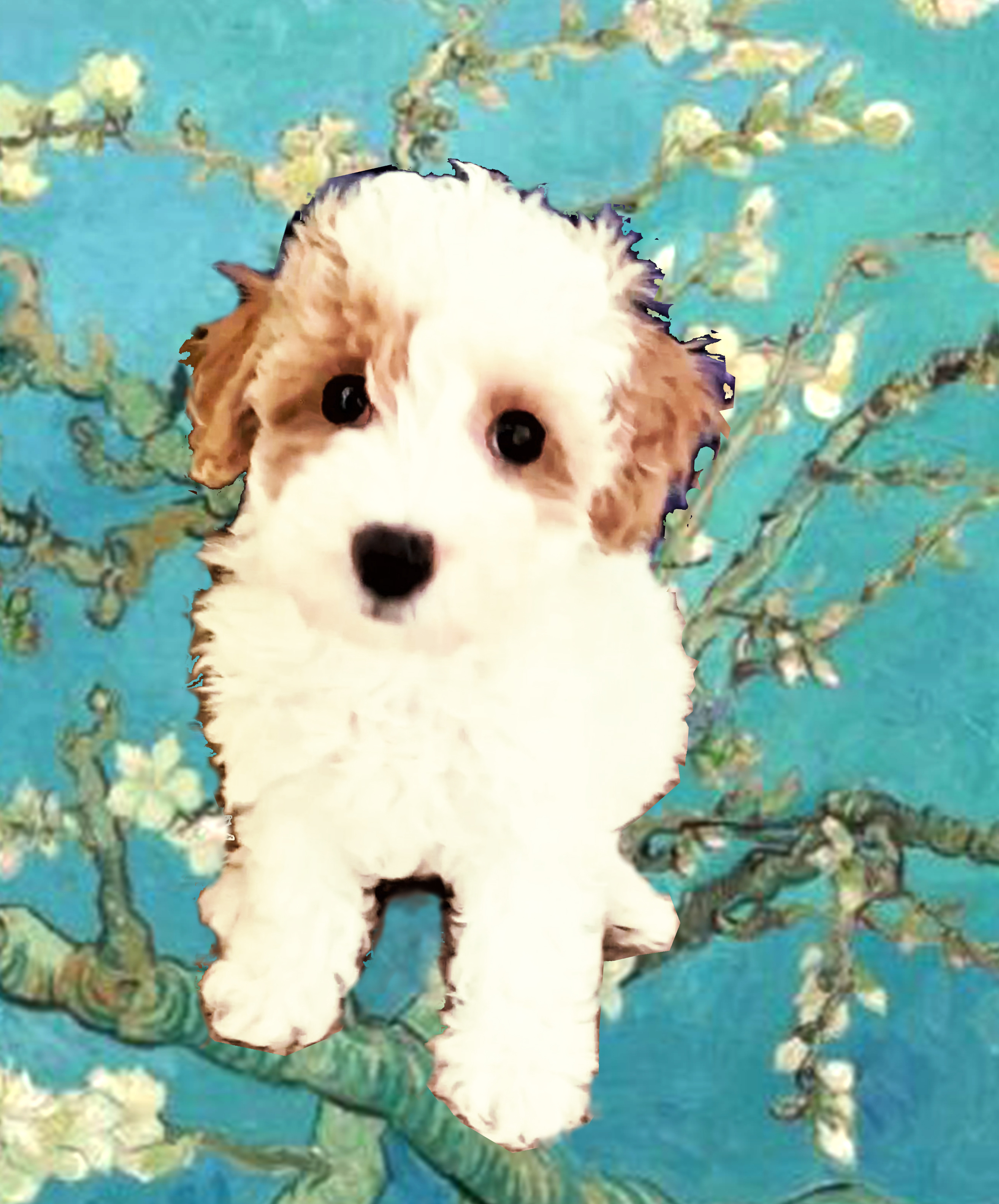 Funny Poochon Poodle Mix Pup