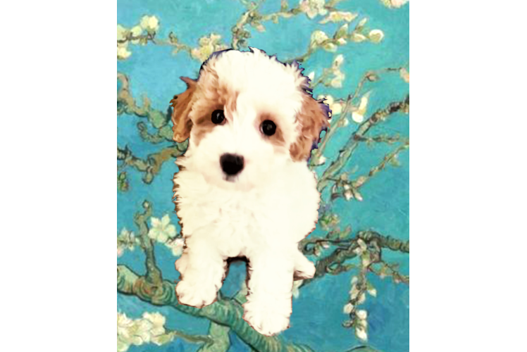 Funny Poochon Poodle Mix Pup