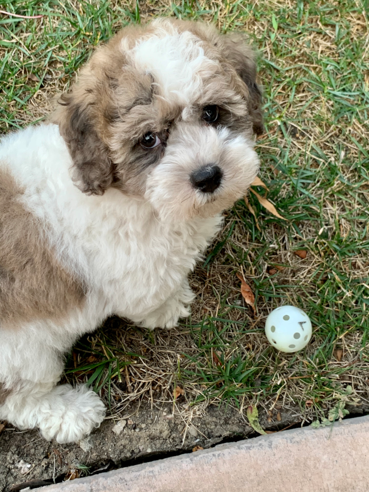 Happy Poochon Pup