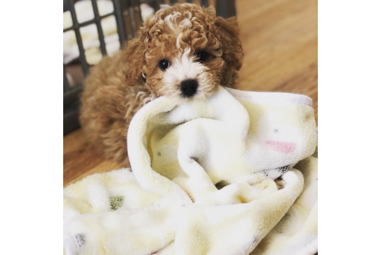 Poochon Puppy for Adoption