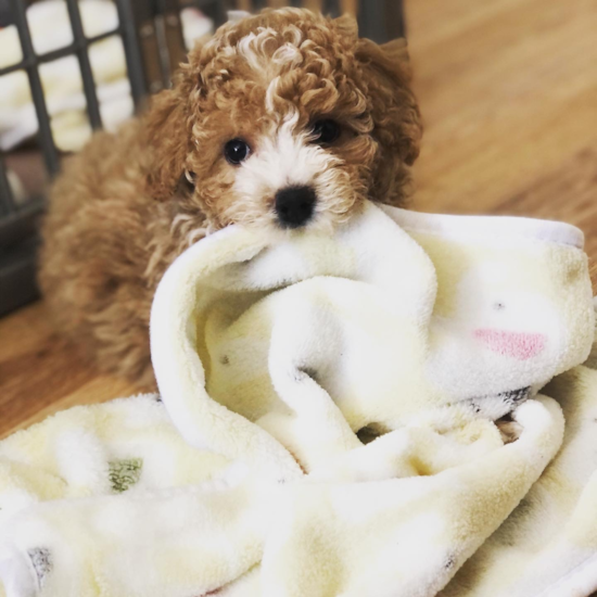 Piscataway Poochon Pup