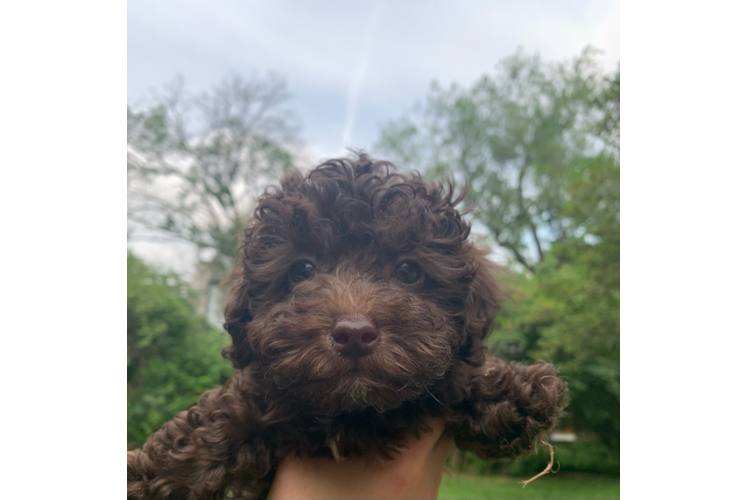 Friendly Poodle Purebred Pup