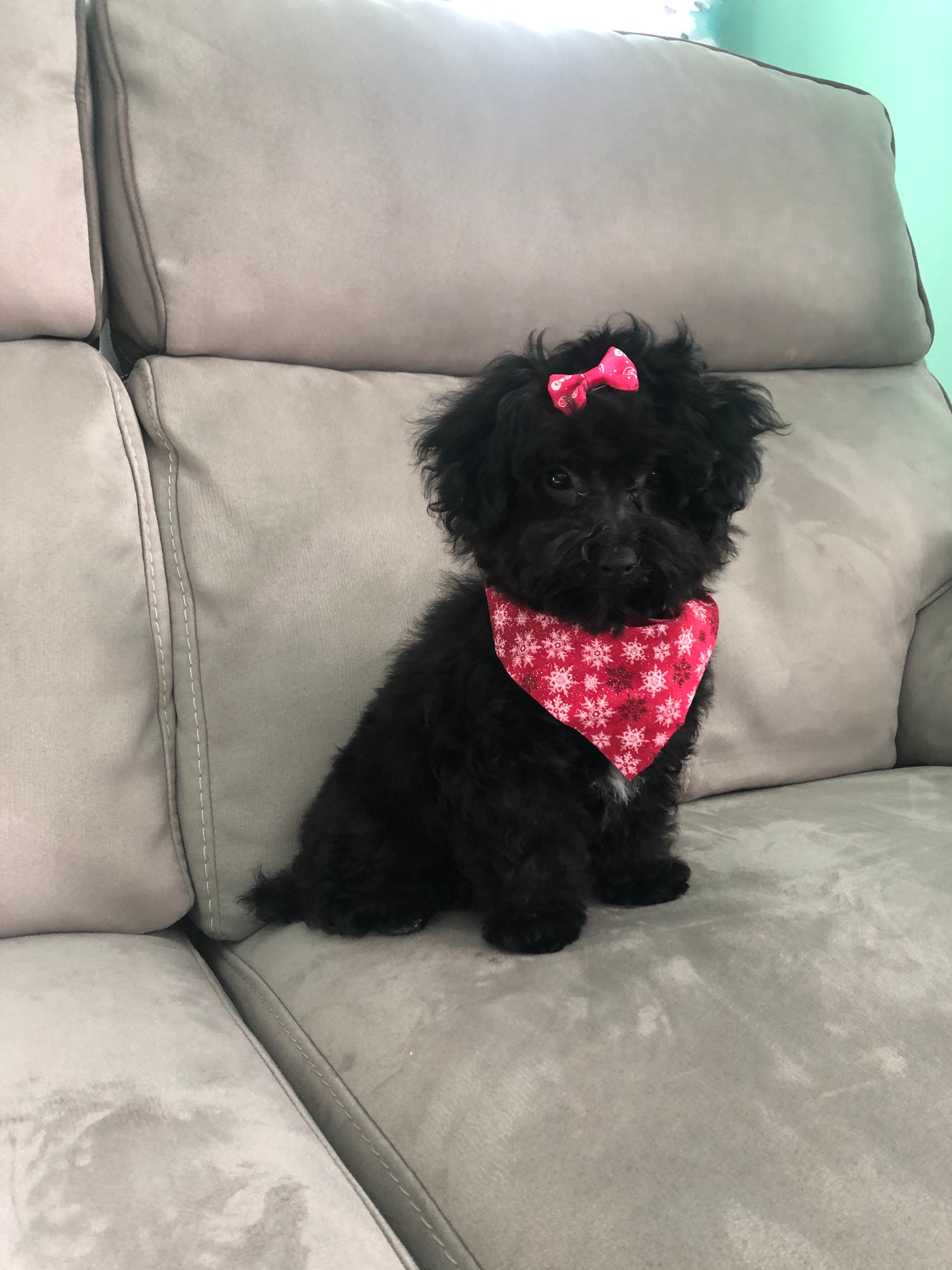 Poodle Pup Being Cute