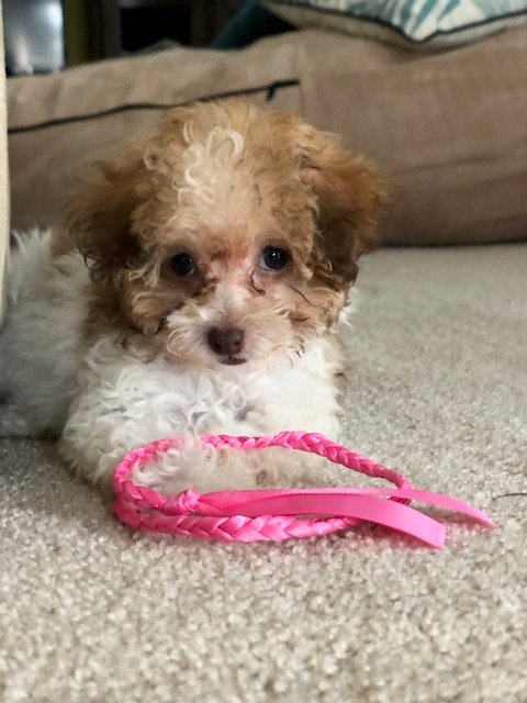 Popular Poodle Baby