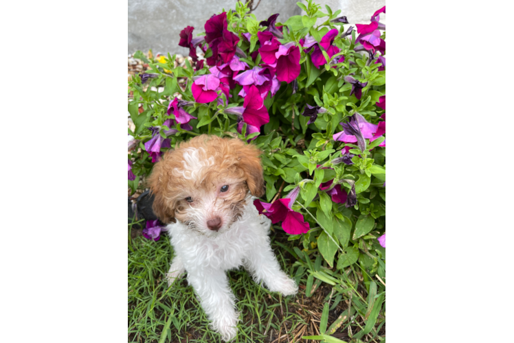 Popular Poodle Baby