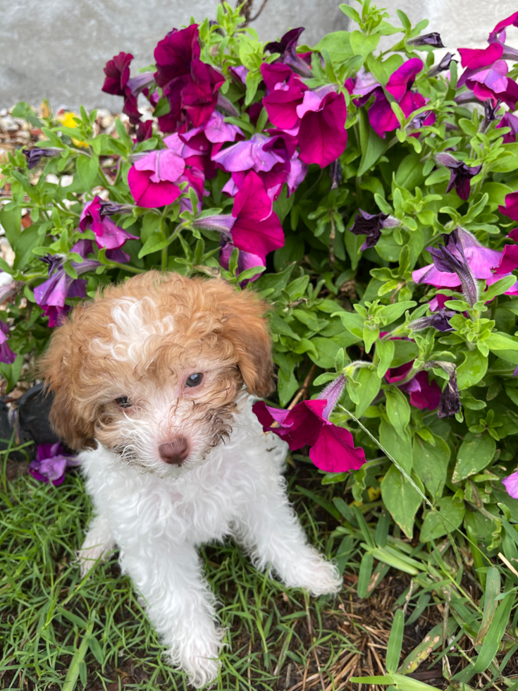 Metairie Poodle Pup