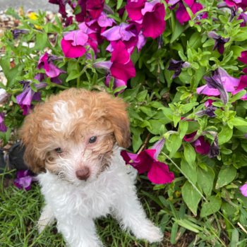 Metairie Poodle Pup