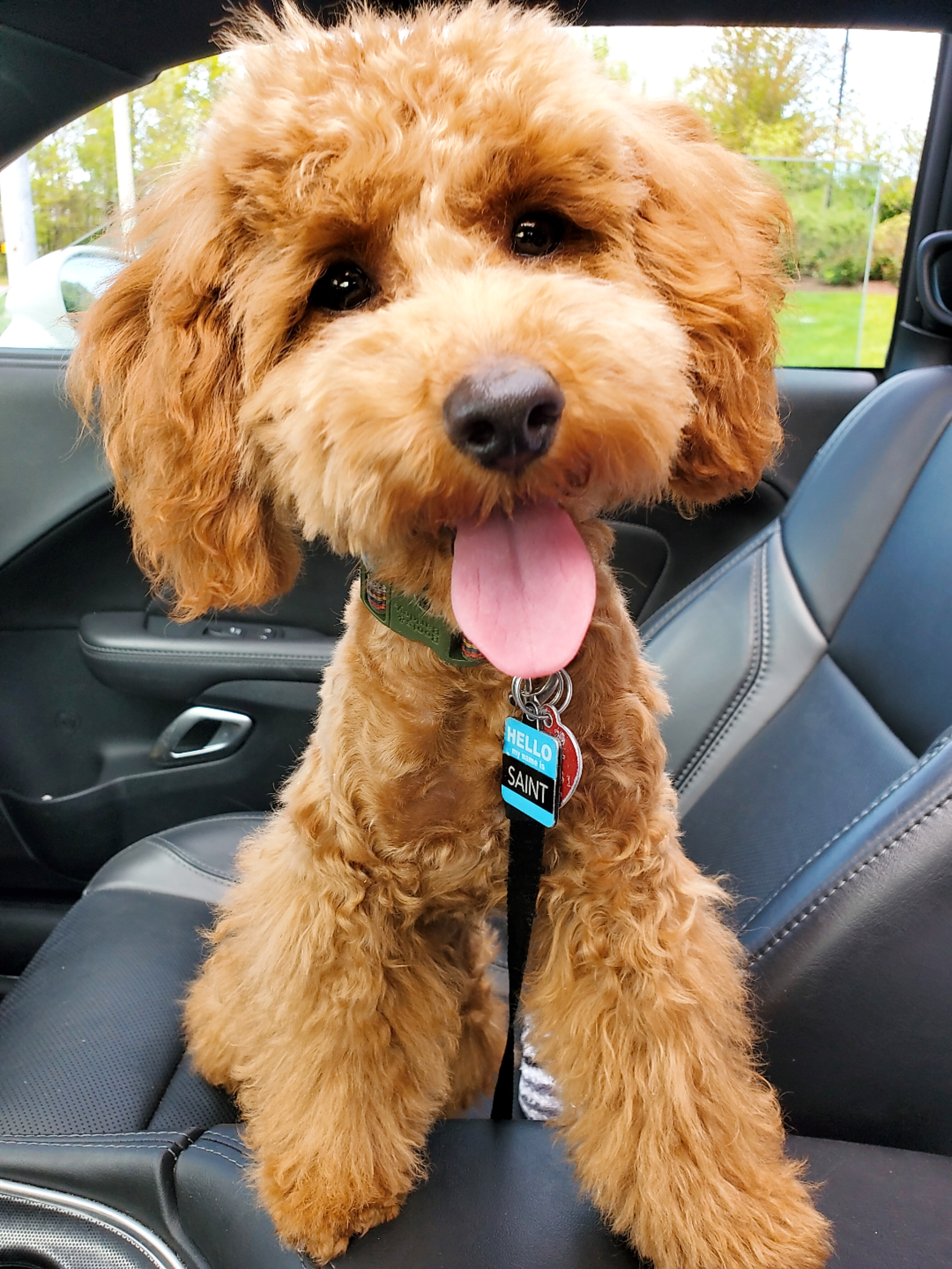 Funny Poodle Purebred Pup