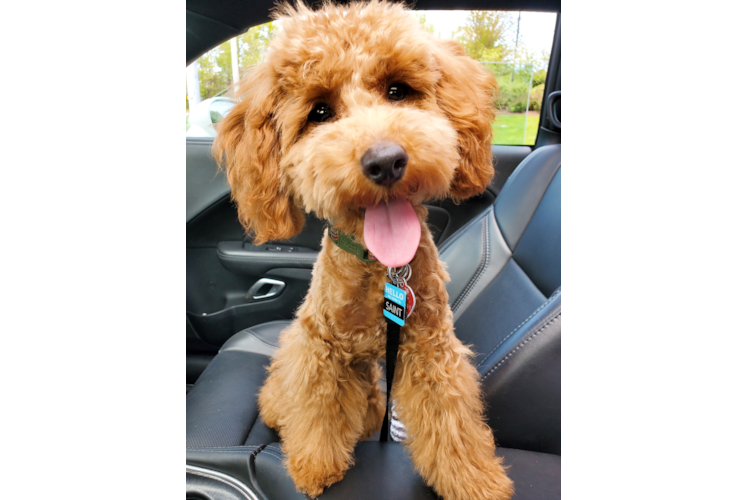 Funny Poodle Purebred Pup