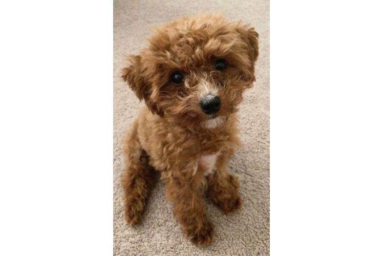 Small Poodle Baby