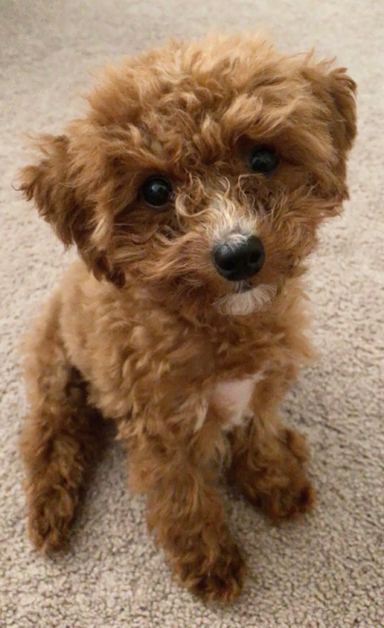 Happy Poodle Pup in Rhode Island