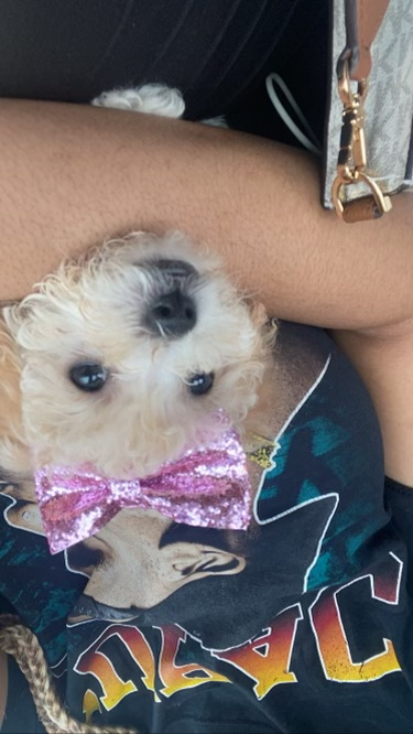 Cute Poochon Baby