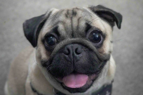 Seven Hills Pug Pup