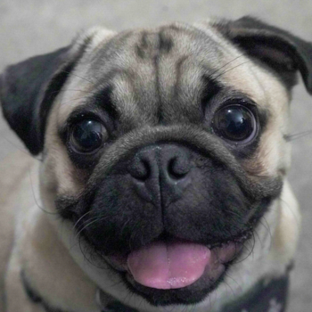 Seven Hills Pug Pup