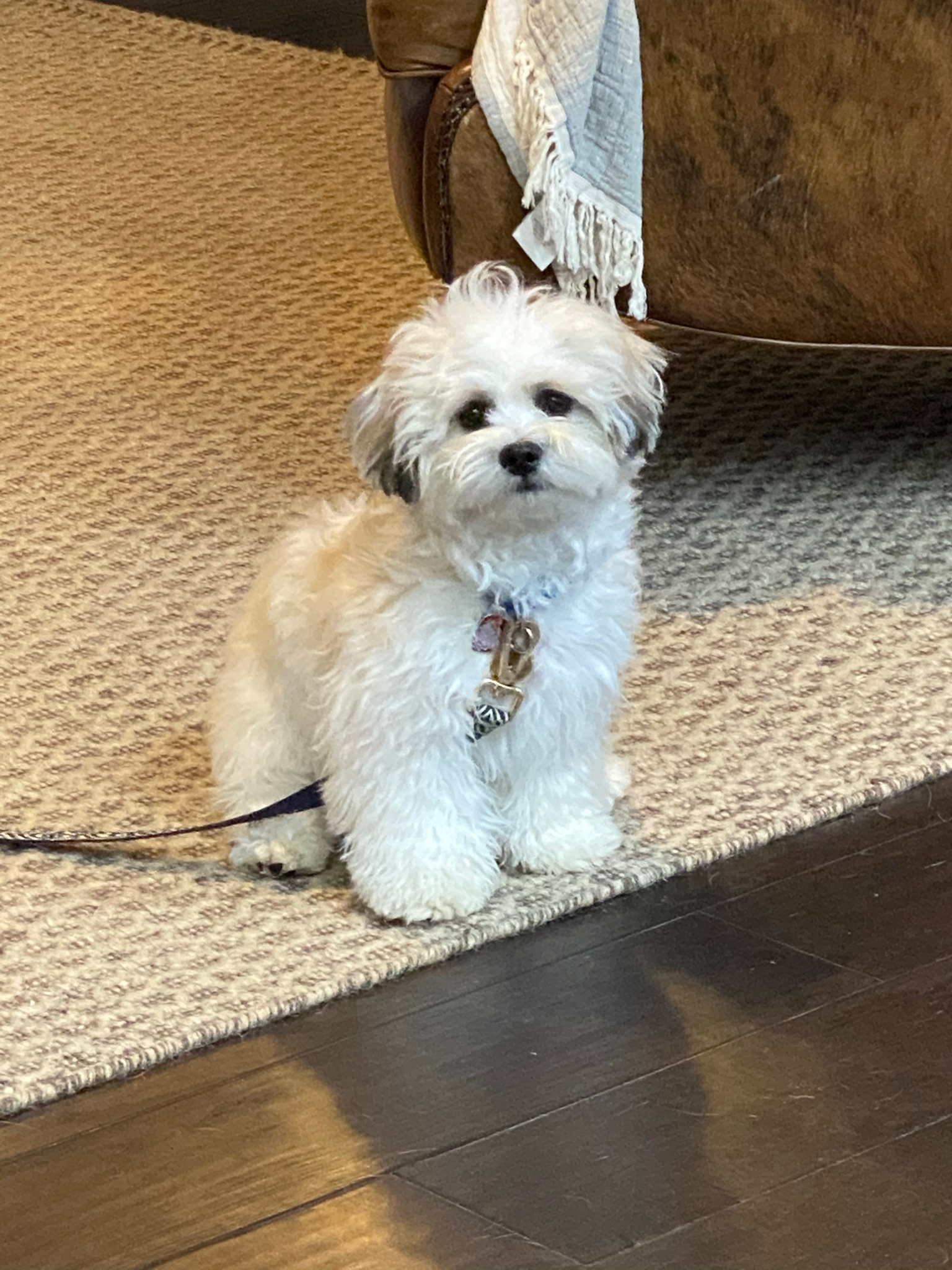 Adorable Shichon Designer Puppy