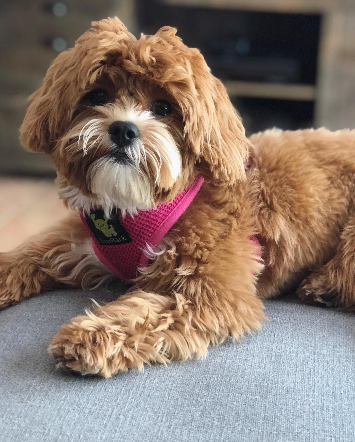 Teddy Bear Pup Being Cute