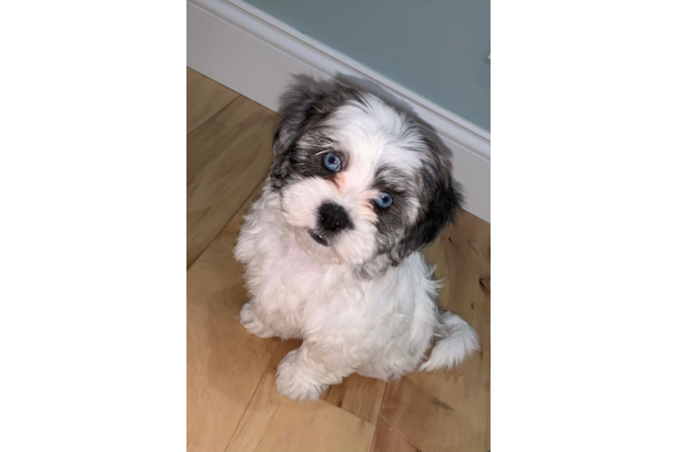 Best Shih Poo Baby